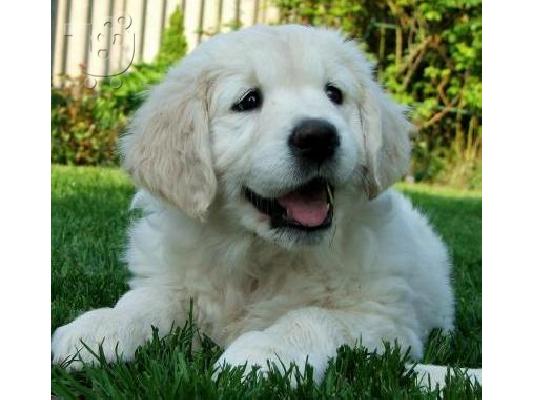 PoulaTo: Golden retriever